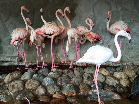 Стая фламинго поселилась в зоопарке Калуги