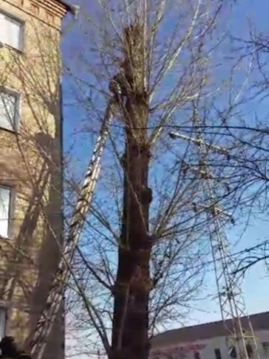 В Оренбурге пожарные сняли с дерева ребенка