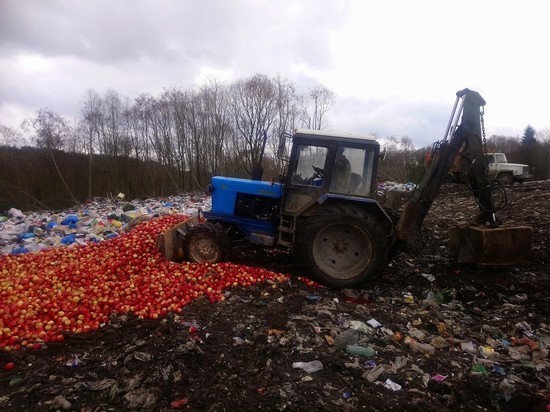 Более 25 тонн яблок уничтожили на полигоне в Себеже