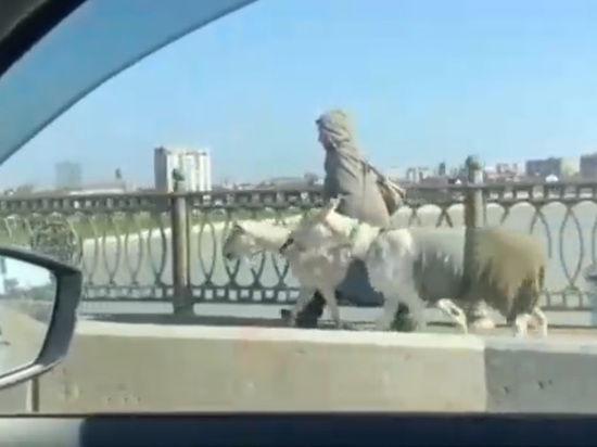 Две козы в шортах и футболках прошлись по Тургеневскому мосту в Краснодаре