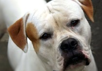 МВД сократило втрое список потенциально опасных пород собак, выгул которых без намордников и поводков будет запрещен