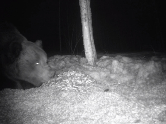 В Смоленском Поозерье проснулся первый медведь