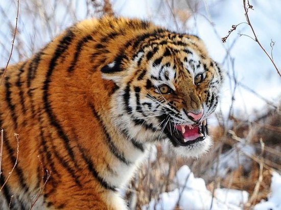 Житель Хабаровского края застрелил тигра, набросившегося на корову