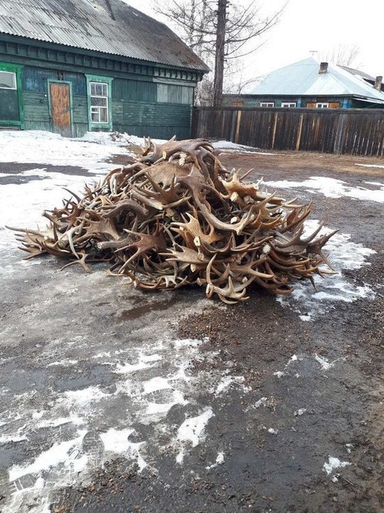 В Иркутской области задержали 600 рогов лося