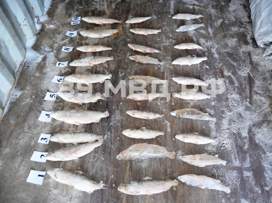 В селе Антипаюта полиция нашла мешки с рыбой на миллион рублей