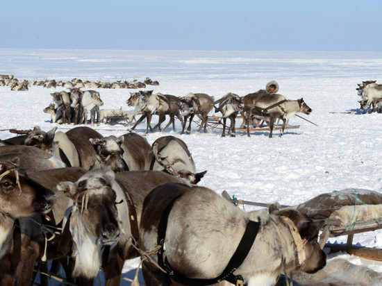 За четыре года популяция диких оленей на Ямале выросла в 2,2 раза