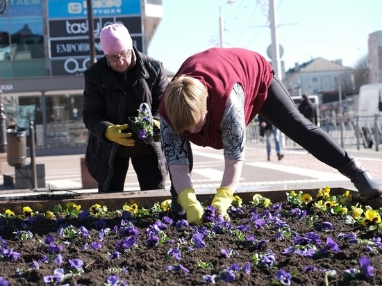 В Калининграде зацветут 50 тысяч анютиных глазок и 70 тысяч тюльпанов