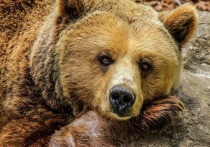 Бируанги, представляющие собой самых маленьких медведей в мире, умеют точно распознавать эмоции сородичей по их «выражению лица», а затем придавать то же выражение собственной морде