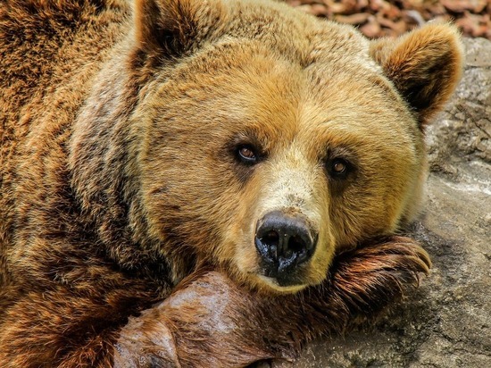 Медведи «корчат рожи»: считалось, что на это способны лишь приматы