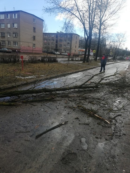 Очень сильный ветер в Смоленске сломал деревья и перевернул остановку
