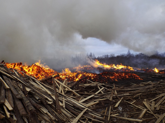 Гигантскую свалку горбыля в Тверской области превратили в огромный пожар