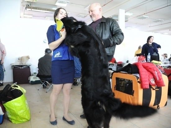 В Волгограде прошла выставка самых породистых и умных собак
