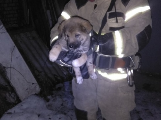 Смоленские пожарные эвакуировали из задымленной квартиры щенка