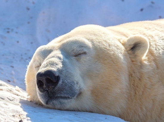 В красноярском зоопарке накормили проснувшихся медведей