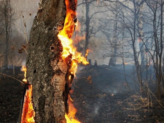 В Калининграде горело дерево