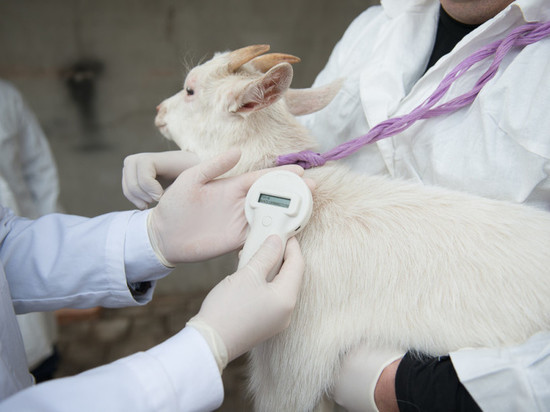 В Курской области ветеринарная станция "просрочила" прививки животным
