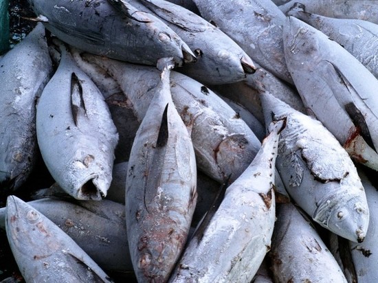 В Калининградскую область приостановили ввоз 27 тонн китайского тунца