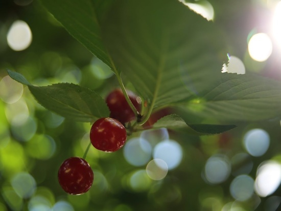 Растениеводы назвали пять лучших сортов вишни для Волгоградской области