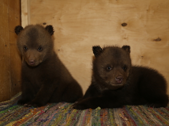В Смоленской области спасли двух брошенных в берлоге медвежат