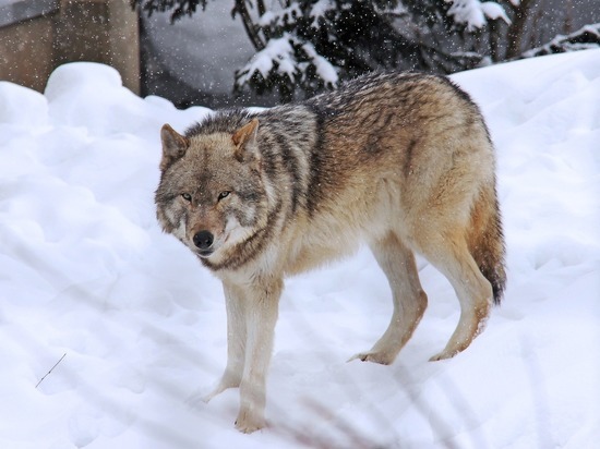 В Ульяновской области регулируют численность волка и лисицы