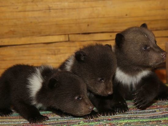 Центр спасения медвежат-сирот в Тверской области расширит свою территорию