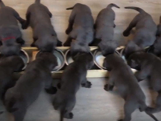 Собака под Воронежем родила сразу 19 щенков