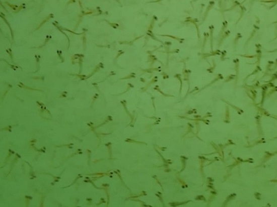 На Собском рыбоводном заводе вылупились личинки чира