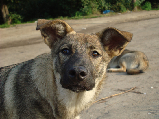 В Белгороде соберут подарки для бездомных собак