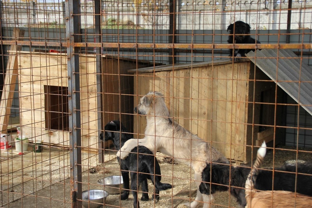 Калуга приют для собак душа бродяги. Приют душа бродяги калуга. Душа бродяги приют для животных. Душа бродяги приют для животных. Душа бродяги калуга.