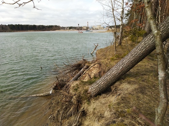 Экологи: На окраине Калининграда незаконная добыча песка уничтожила часть леса
