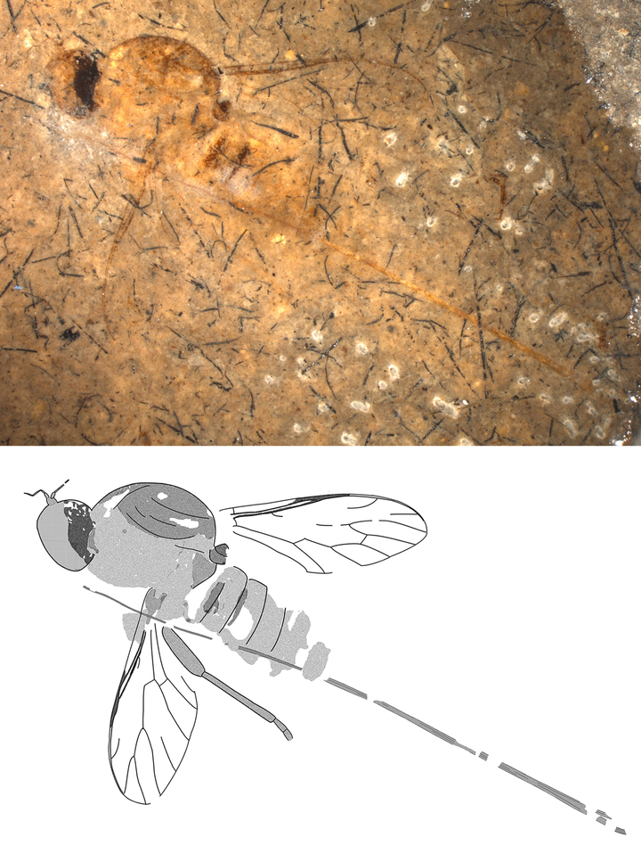 Доисторические насекомые занимались опылением за 45 млн лет до появления цветов