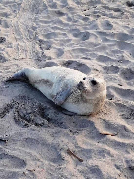 В Балтийске на пляже замечен детёныш тюленя