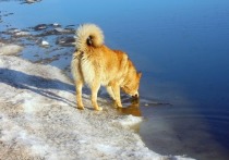 Историю счастливого спасения рыжей собаки, зажатой между льдин в Финском заливе, вовсю обсуждают в соцсетах Санкт-Петербурга