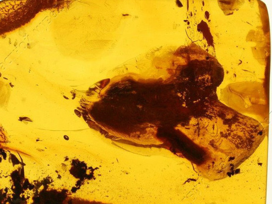 В калининградском янтаре ученые нашли неизвестных науке насекомых