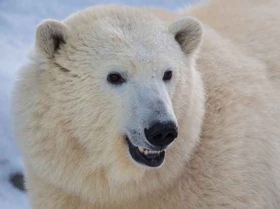В красноярском зоопарке медведи предсказали результаты выборов президента Украины