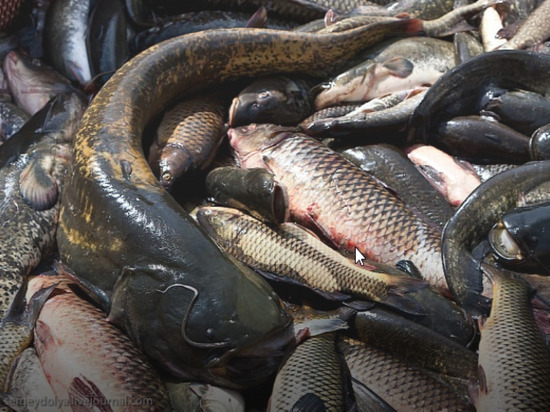 Калмыцкие рыбаки выловили свыше 250 тонн рыбы