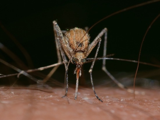 Биологи научились делать человека «невидимым» для комаров