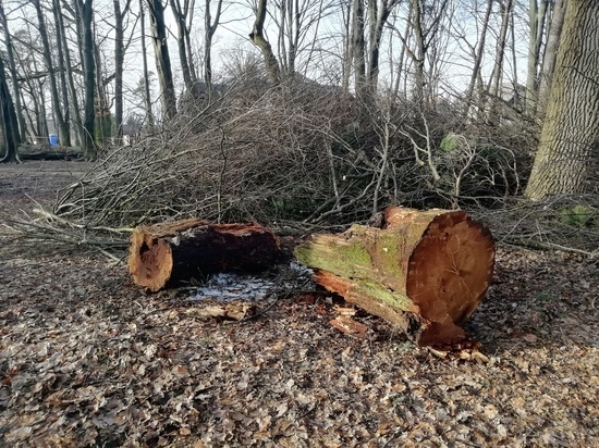 Алиханов обещал уволить калининградских чиновников за порубку деревьев в парках