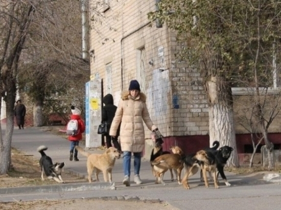 Как избежать в Волгограде нападения бродячей собаки