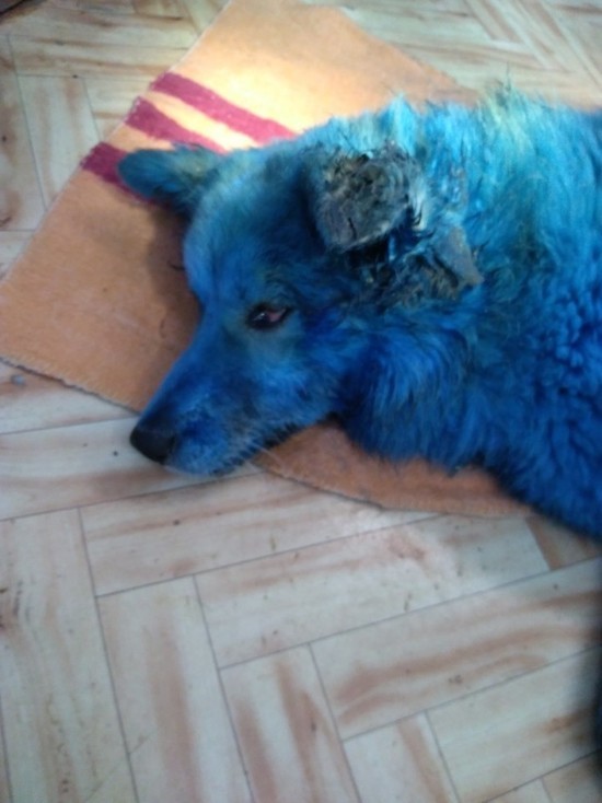 Тверская полиция начала проверку из-за истории с синей собакой
