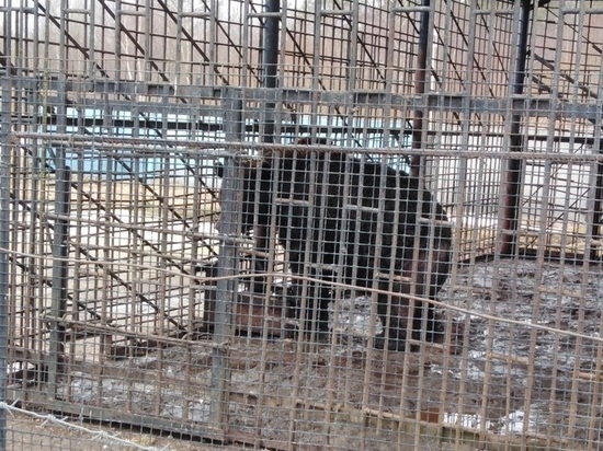 На трассе в Тверской области в клетках погибают голодные медведи