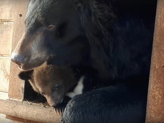 Гималайских медвежат, родившихся в Барнаульском зоопарке, показали миру