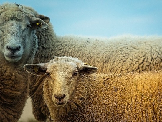В Бурятии пройдет Сибирско-Дальневосточная выставка племенных овец и коз