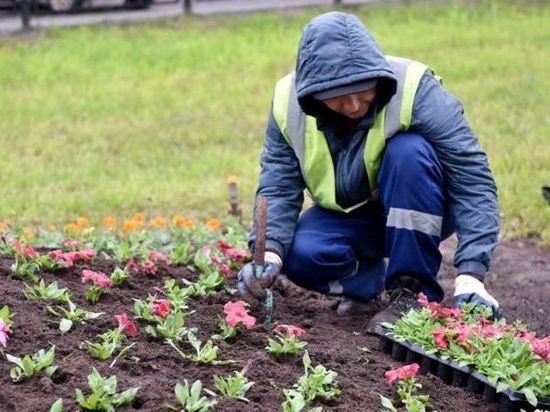 Ко дню города в Кирове высадят более 170 тысяч цветов