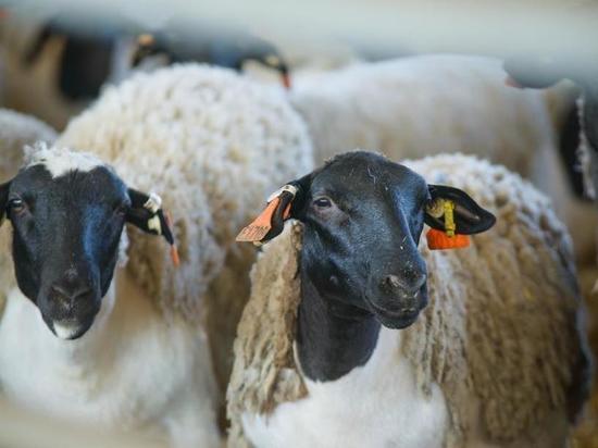 «Мираторг» удвоил поголовье овец на ферме в Курской области