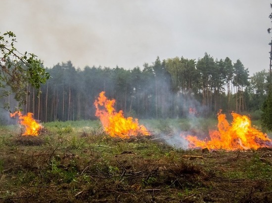 Назван размер выплат за сообщения и поимку поджигателей леса в Забайкалье