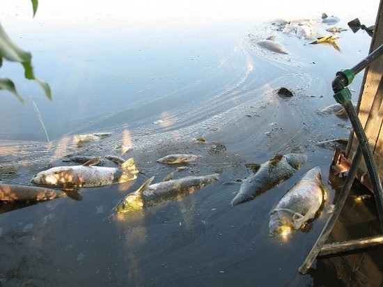 Курские активисты ОНФ инициировали экопроверку пруда в Масловке