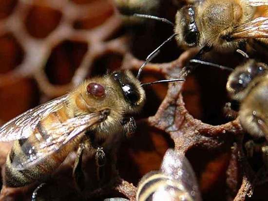 Пчелы под Тверью желтеют и гниют от опасной болезни