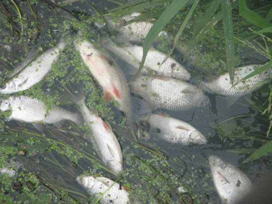 Экс-начальник очистных сооружений «Чувашского бройлера» осужден за массовую гибель рыбы