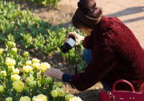 Практически весь апрель, сменяя друг друга, здесь будут цвести 247 сортов тюльпанов